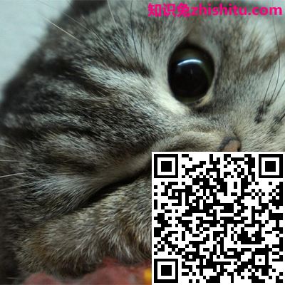 站长杂谈:如何与seo菜鸟交流?