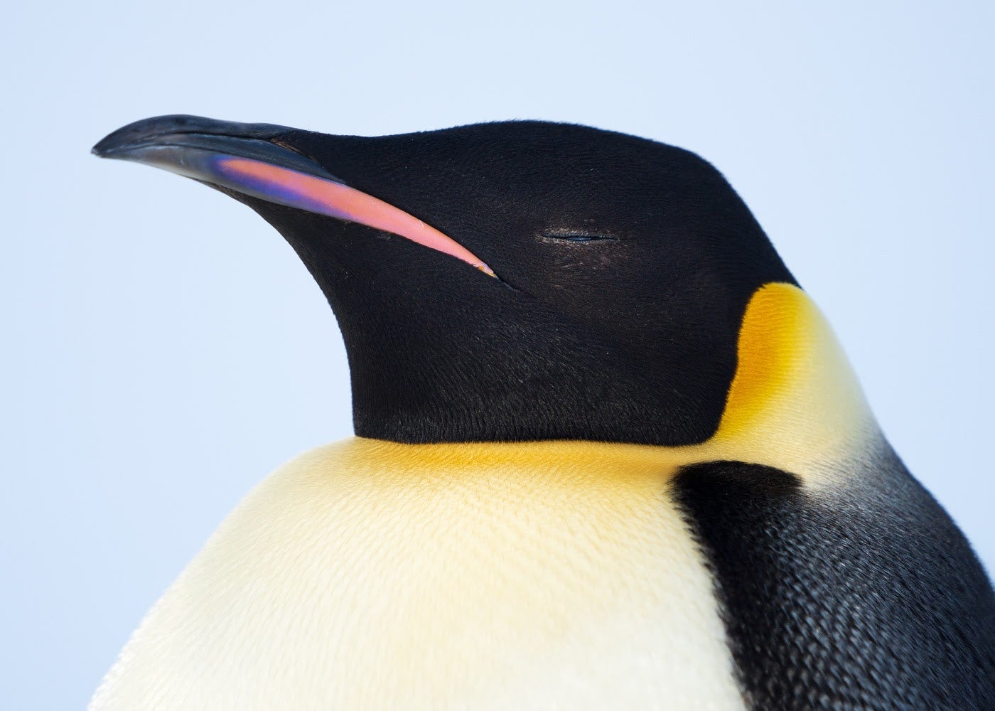Adobe Camera Raw.png Adobe Camera Raw.png