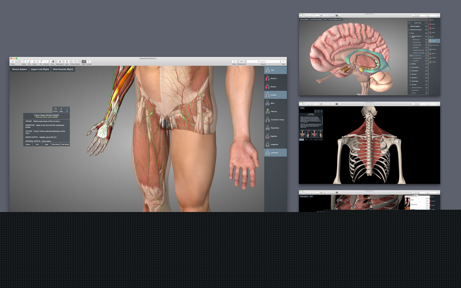 Essential Anatomy 5.0 人体解剖学软件 Essential Anatomy 5.0 人体解剖学软件