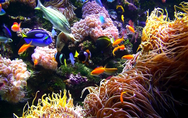 水族馆HD: 海洋屏保 3.3.0 for Mac|Mac版下载 | Aquarium Live HD