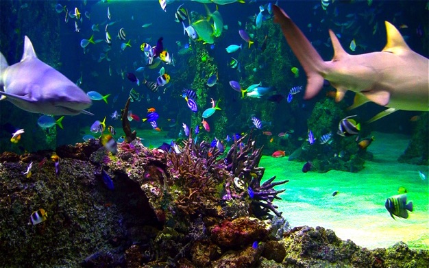 水族馆HD: 海洋屏保 3.3.0 for Mac|Mac版下载 | Aquarium Live HD