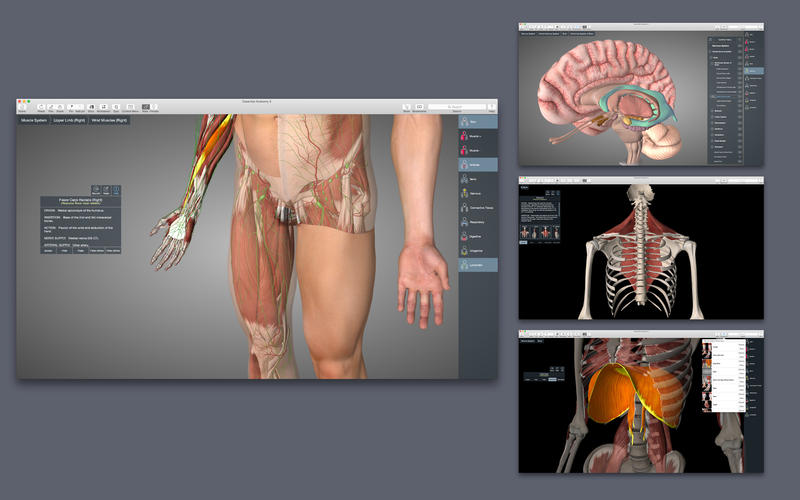 Essential Anatomy 5 5.0.5 for Mac|Mac版下载 | 