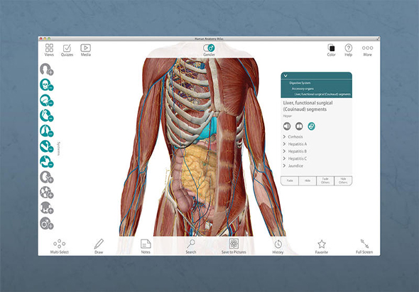 Human Anatomy Atlas 7.4.01 for Mac|Mac版下载 |