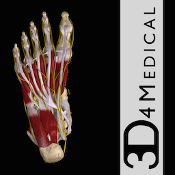 Ankle & Foot Pro III 3.8 for Mac|Mac版下载 | 