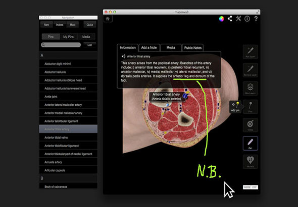 Ankle & Foot Pro III 3.8 for Mac|Mac版下载 | 