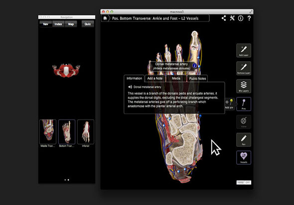 Ankle & Foot Pro III 3.8 for Mac|Mac版下载 | 