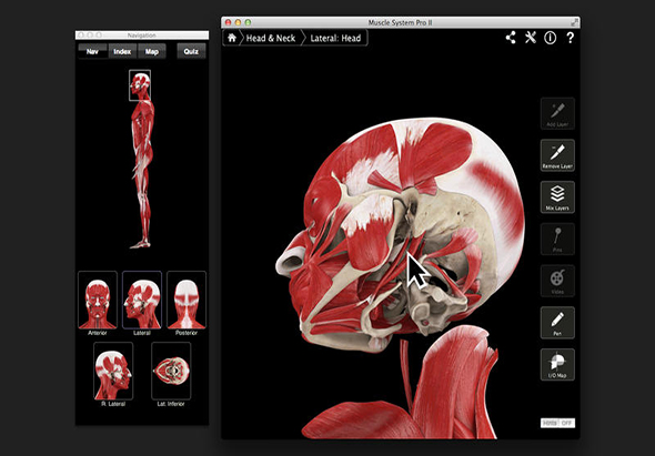 Muscle System Pro III 肌肉骨骼系统 3.8 for Mac|Mac版下载 |