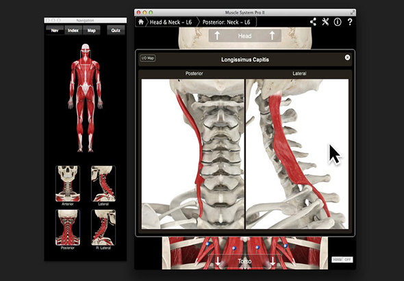 Muscle System Pro III 肌肉骨骼系统 3.8 for Mac|Mac版下载 |