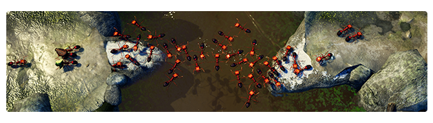 地下蚁国 Empires of the Undergrowth 0.2324 Mac 中文破解版 蚁群模拟战略游戏